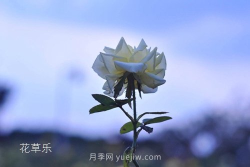 區(qū)分月季、玫瑰的七個(gè)技巧(圖1)