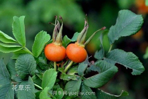 區(qū)分月季、玫瑰的七個(gè)技巧(圖10)