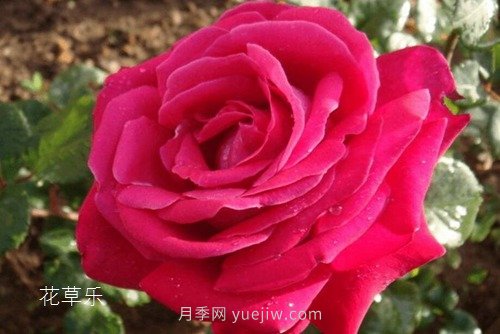 區(qū)分月季、玫瑰的七個(gè)技巧(圖6)