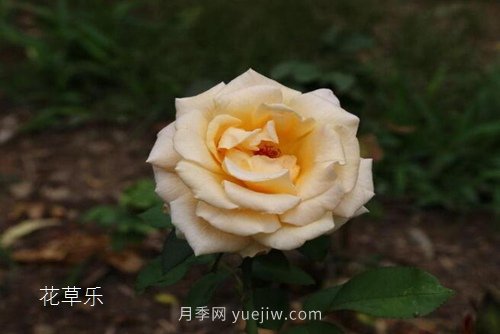 區(qū)分月季、玫瑰的七個(gè)技巧(圖7)
