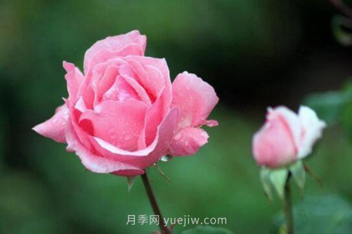 月季花品種介紹，開花多花苞大你值得擁有(圖4)