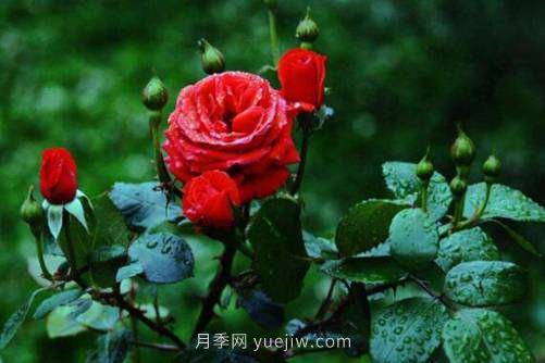 月季花品種介紹，開花多花苞大你值得擁有(圖3)