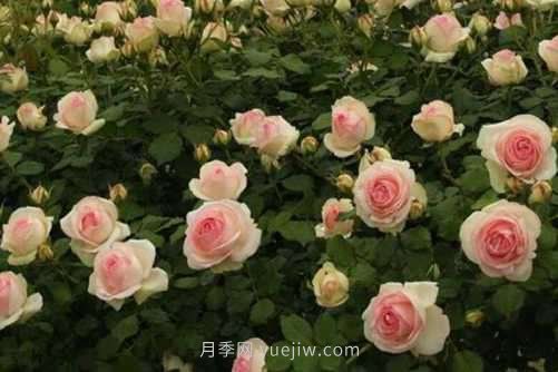 月季花品種介紹，開花多花苞大你值得擁有(圖5)