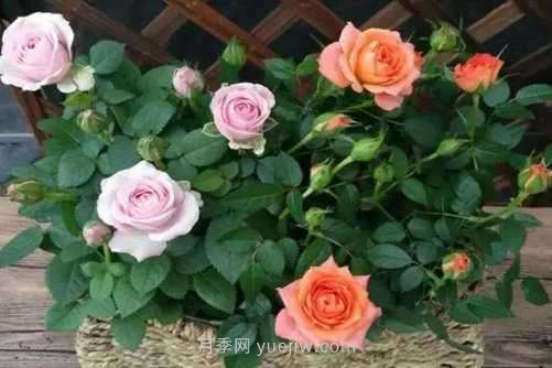 月季花品種介紹，開花多花苞大你值得擁有(圖2)