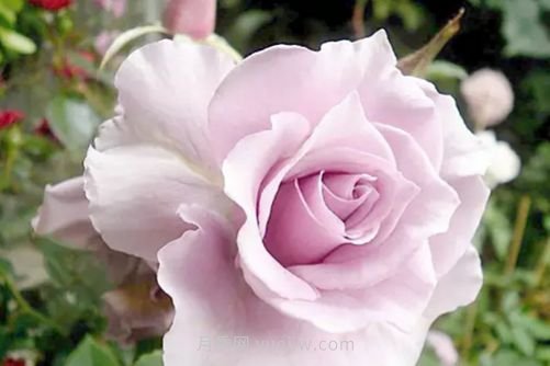 北京的市花是什么？北京的市花是月季還是菊花呢？(圖3)