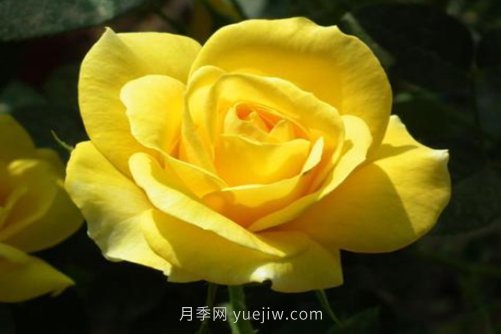 北京的市花是什么？北京的市花是月季還是菊花呢？(圖1)