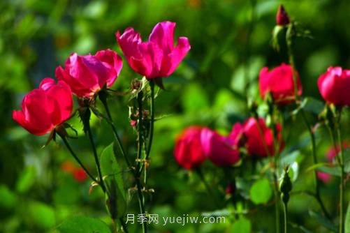 北京的市花是什么？北京的市花是月季還是菊花呢？(圖2)