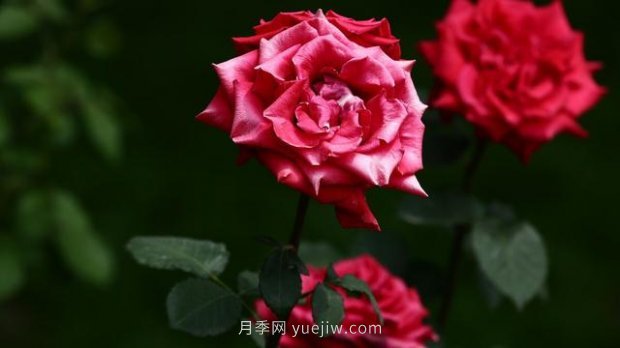 月季苗哪里買？買哪種規(guī)格的苗？買什么品種的苗？(圖2)