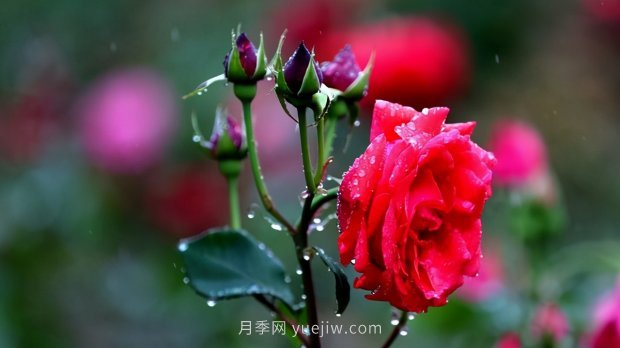 月季苗哪里買？買哪種規(guī)格的苗？買什么品種的苗？(圖4)