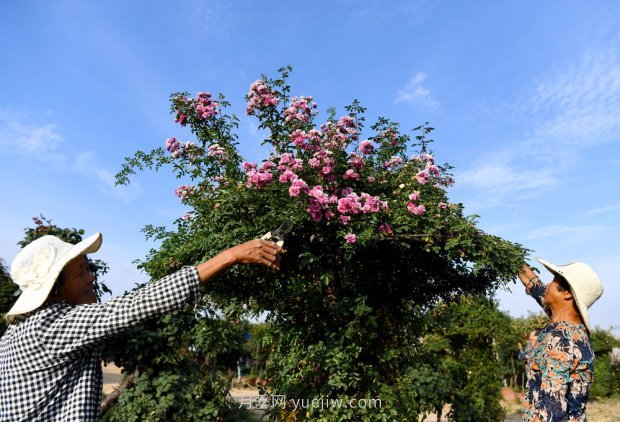 ***走進(jìn)這片花海，南陽(yáng)月季產(chǎn)業(yè)生態(tài)富民(圖5)