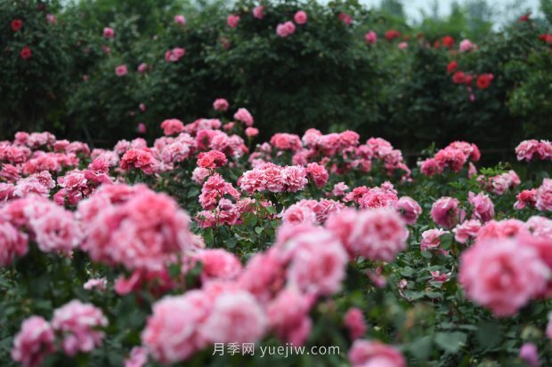 ***走進(jìn)這片花海，南陽(yáng)月季產(chǎn)業(yè)生態(tài)富民(圖3)