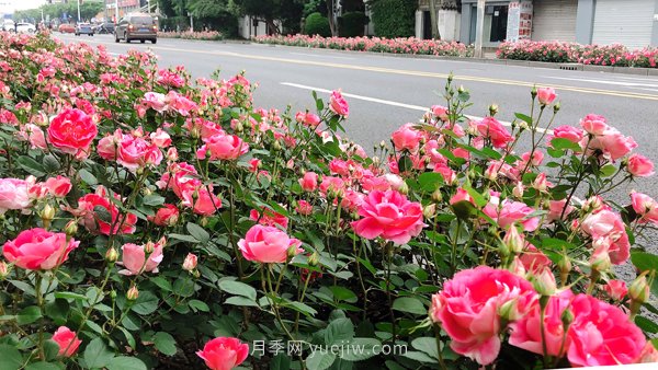 百個(gè)景點(diǎn)、百條花道、百里花帶……未來(lái)幾月，上海繁花似錦(圖8)