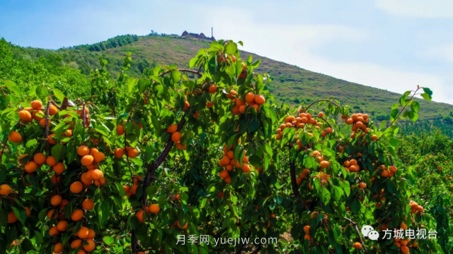南陽(yáng)方城縣舉辦第二屆烏云山鄉(xiāng)村游暨桃杏采摘節(jié)(圖4)