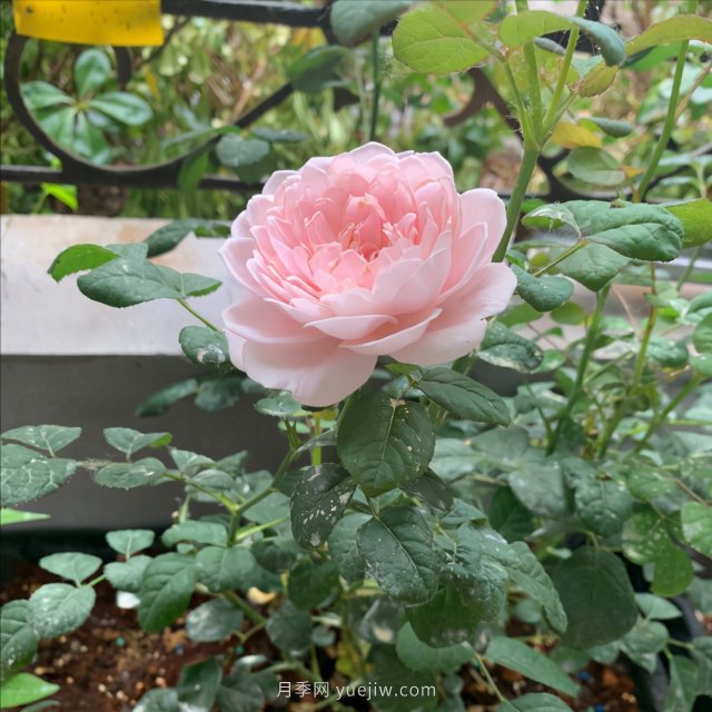 月季總是不開(kāi)花，幾個(gè)養(yǎng)護(hù)要素做到位，開(kāi)花不斷(圖2)