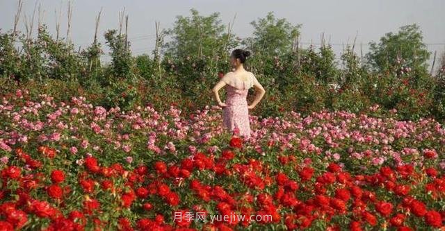 洛陽紫桂園月季農(nóng)場，置身月季花海，感受花開浪漫(圖1)