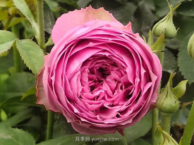 夏天月季病蟲害頻發(fā)，防治辦法分享(圖1)