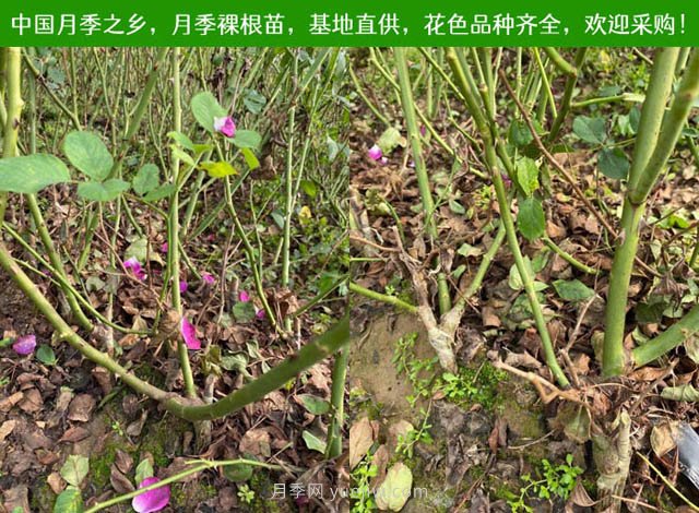 月季網(wǎng)：月季裸根苗的選購、栽植、肥水、養(yǎng)護技術(shù)大全(圖1)