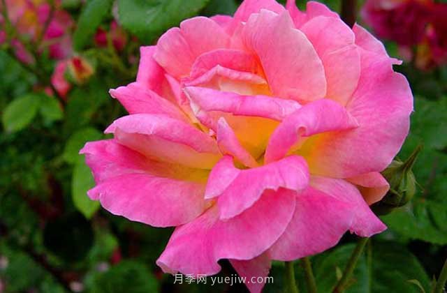 月季新芽發(fā)黑怎么辦？5種常見原因要區(qū)分對待(圖1)