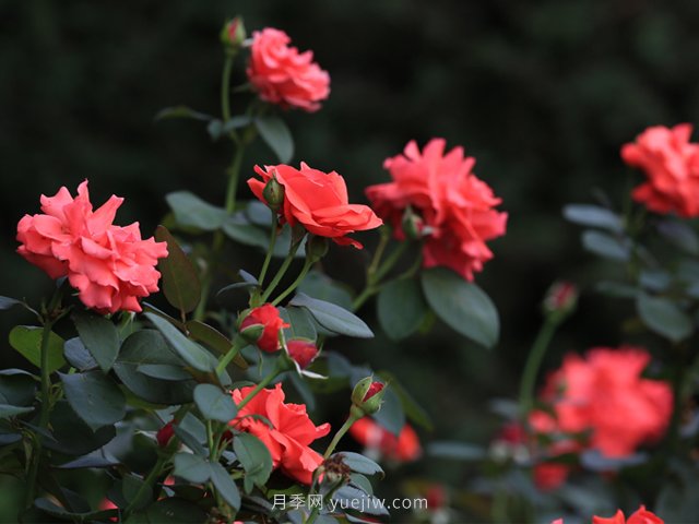 月季，盛開在山野的玫瑰(原創(chuàng)散文)(圖1)