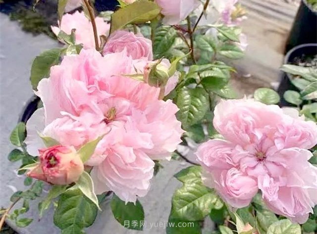 蝶之舞月季，蘇芬月季，兩款花型獨(dú)特的日系月季(圖1)