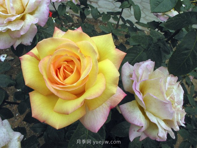 養(yǎng)花高手的5個(gè)好習(xí)慣，月季特別受用(圖1)