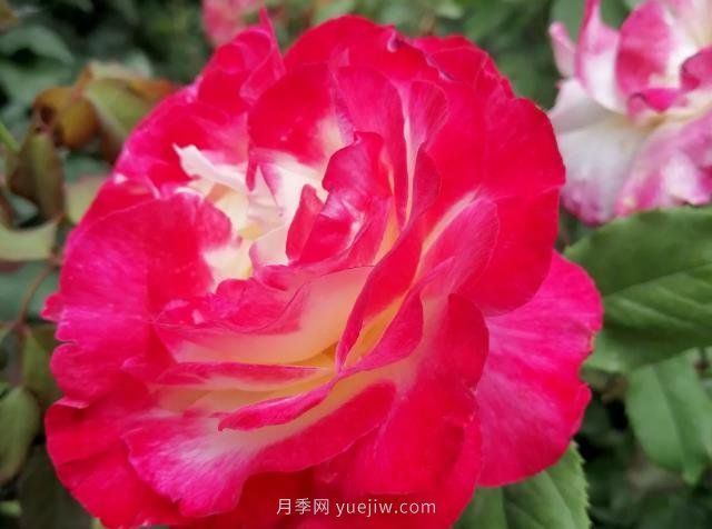 紅雙喜月季， 一聽名字就帶著喜慶(圖2)