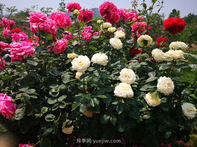 果樹征地補(bǔ)償大全(圖1)