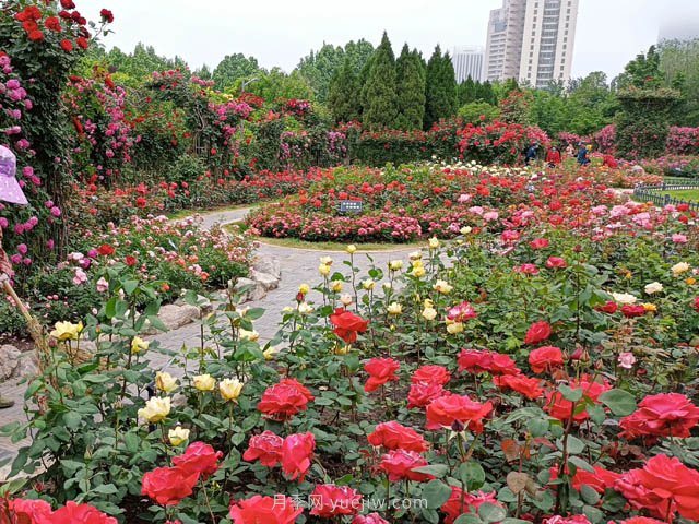 月季植物造景，塑造城市園林景觀(圖2)