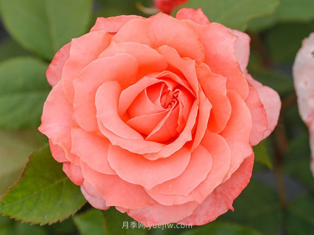 珊瑚果凍月季的優(yōu)缺點(diǎn)是什么？(圖1)