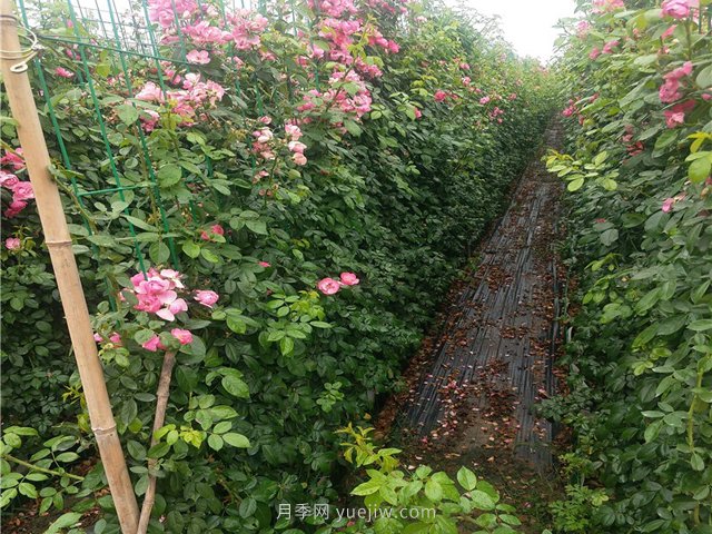 藤本月季不開花不爬藤是什么原因造成的？(圖1)