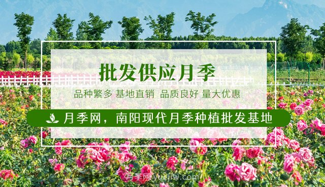 南陽月季花后如何修剪？什么時候修剪比較好？(圖1)