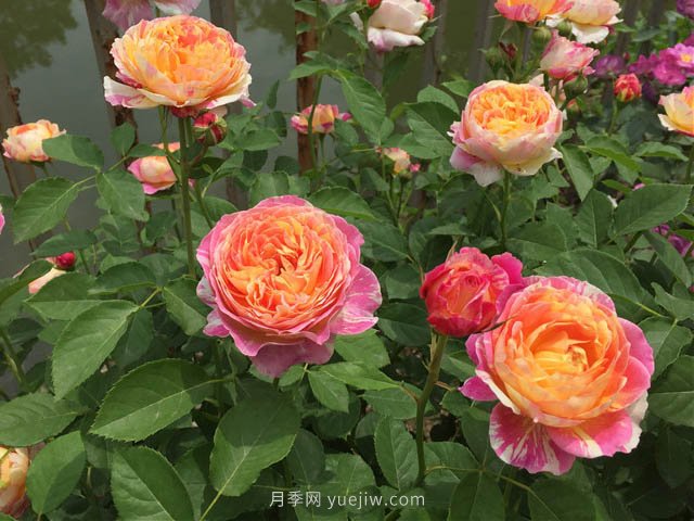 月季缺肥的現(xiàn)象是什么？如何給月季補充肥料？(圖1)