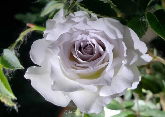 加百列大天使月季，優(yōu)點(diǎn)多缺點(diǎn)也多的日本月季(圖1)