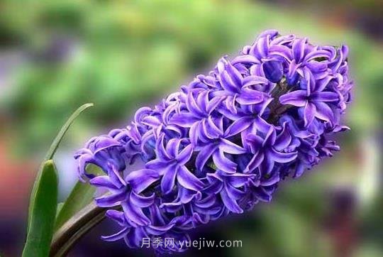 風(fēng)信子什么時(shí)候種植比較好？(圖1)