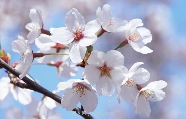 櫻花一般開多久？櫻花一般持續(xù)多久？  5號網(wǎng)版權所有(圖1)