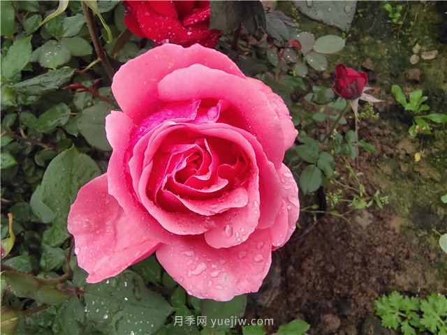 晚春唐詩(shī)玫瑰6首：折得玫瑰花一朵，憑君簪向鳳凰釵(圖1)