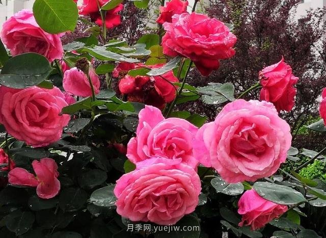 晚春唐詩(shī)玫瑰6首：折得玫瑰花一朵，憑君簪向鳳凰釵(圖2)