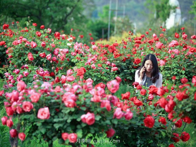 花卉旅游，“花為媒”帶動“美麗經(jīng)濟”升級(圖1)