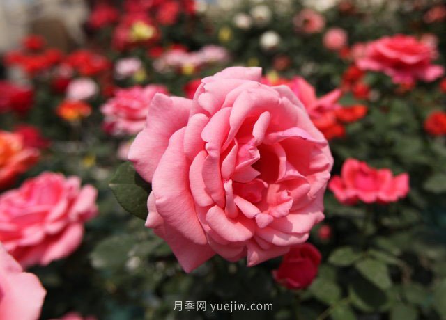 大花月季品種有哪些？和豐花月季的區(qū)別在哪？(圖1)