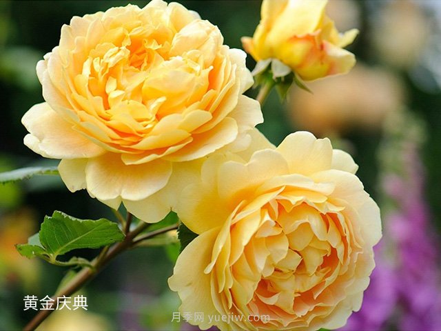 月季花的品種非常多，哪一款月季香味***香？推薦5個(gè)品種(圖5)