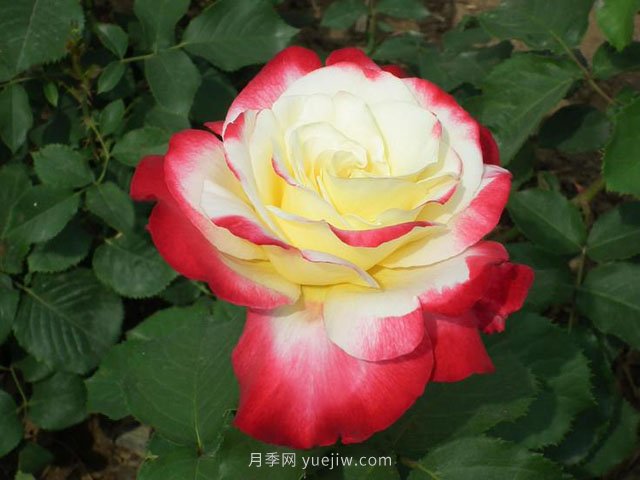 月季花的品種非常多，哪一款月季香味***香？推薦5個(gè)品種(圖1)