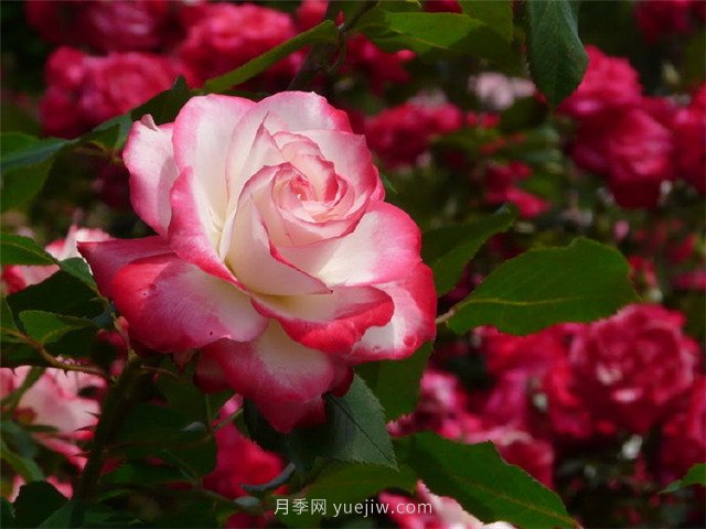 綠地率和綠化率的區(qū)別！(圖1)