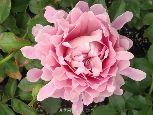 夏日炎炎，苗木日灼傷了怎么辦？(圖1)