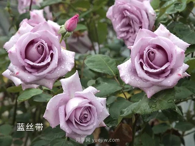 夏季要預(yù)防月季病害，6種苗木病害防治方法(圖1)