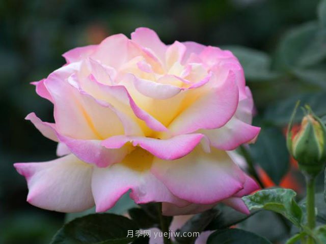 6種花卉入手有“黃金時間”，別選錯(圖1)