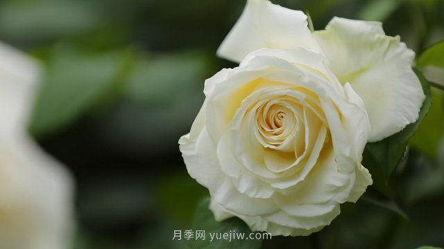 夏天注意4個方面的養(yǎng)護工作，月季花才能安全無憂的度夏(圖3)