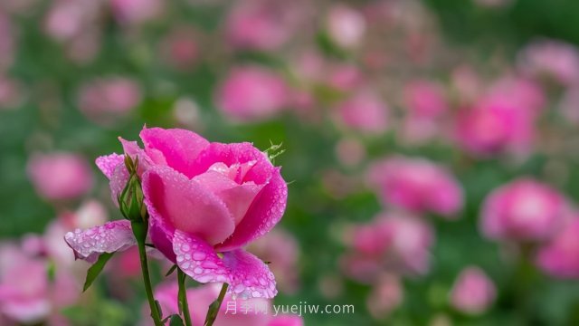 夏天注意4個方面的養(yǎng)護工作，月季花才能安全無憂的度夏(圖2)