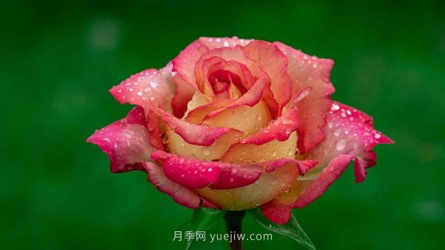 夏天注意4個方面的養(yǎng)護工作，月季花才能安全無憂的度夏(圖1)