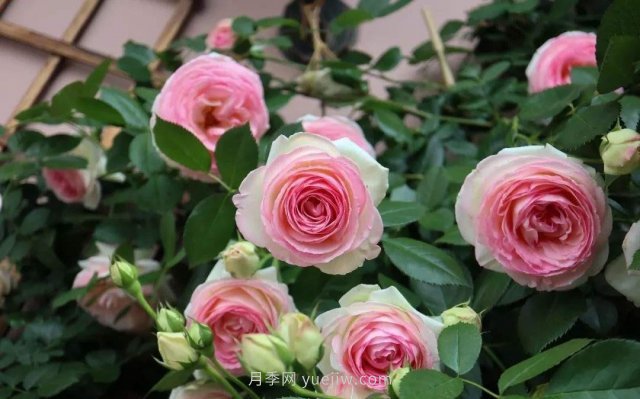 推薦花量大生長快的4種藤本月季花，適合打造花墻拱門(圖2)