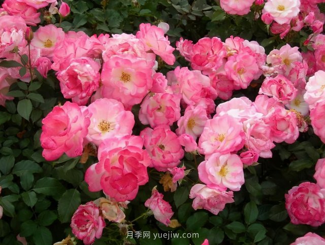推薦花量大生長快的4種藤本月季花，適合打造花墻拱門(圖3)